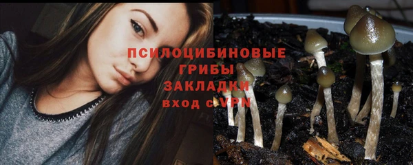 прущие грибы Дмитровск